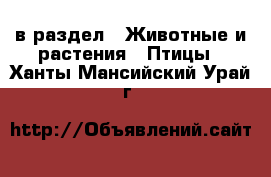  в раздел : Животные и растения » Птицы . Ханты-Мансийский,Урай г.